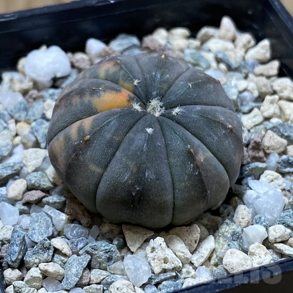 SH22210 Astrophytum asterias ‘Red Purple Skin’ f. variegata - Image 2