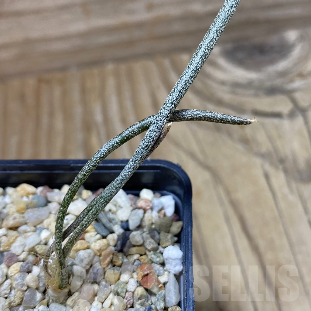 SH22169 Astrophytum caput-medusae, seedling