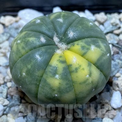 SH22212 Astrophytum asterias f. variegata