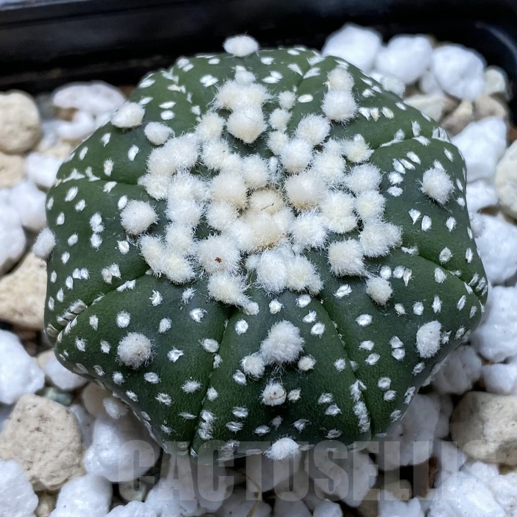 SH22214 Astrophytum asterias ‘Hanazono’