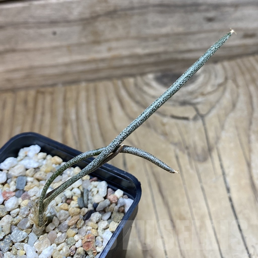SH22169 Astrophytum caput-medusae, seedling - Image 2