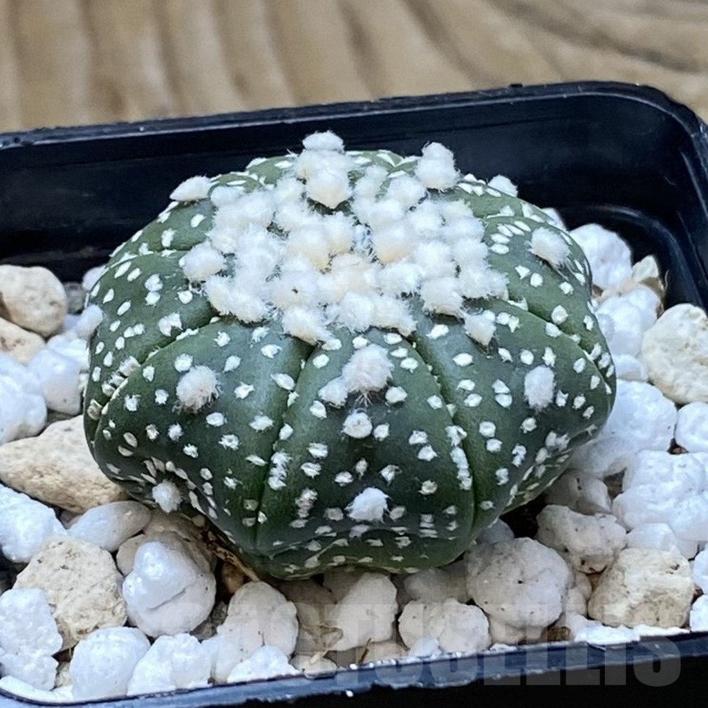 SH22214 Astrophytum asterias ‘Hanazono’ - Image 2