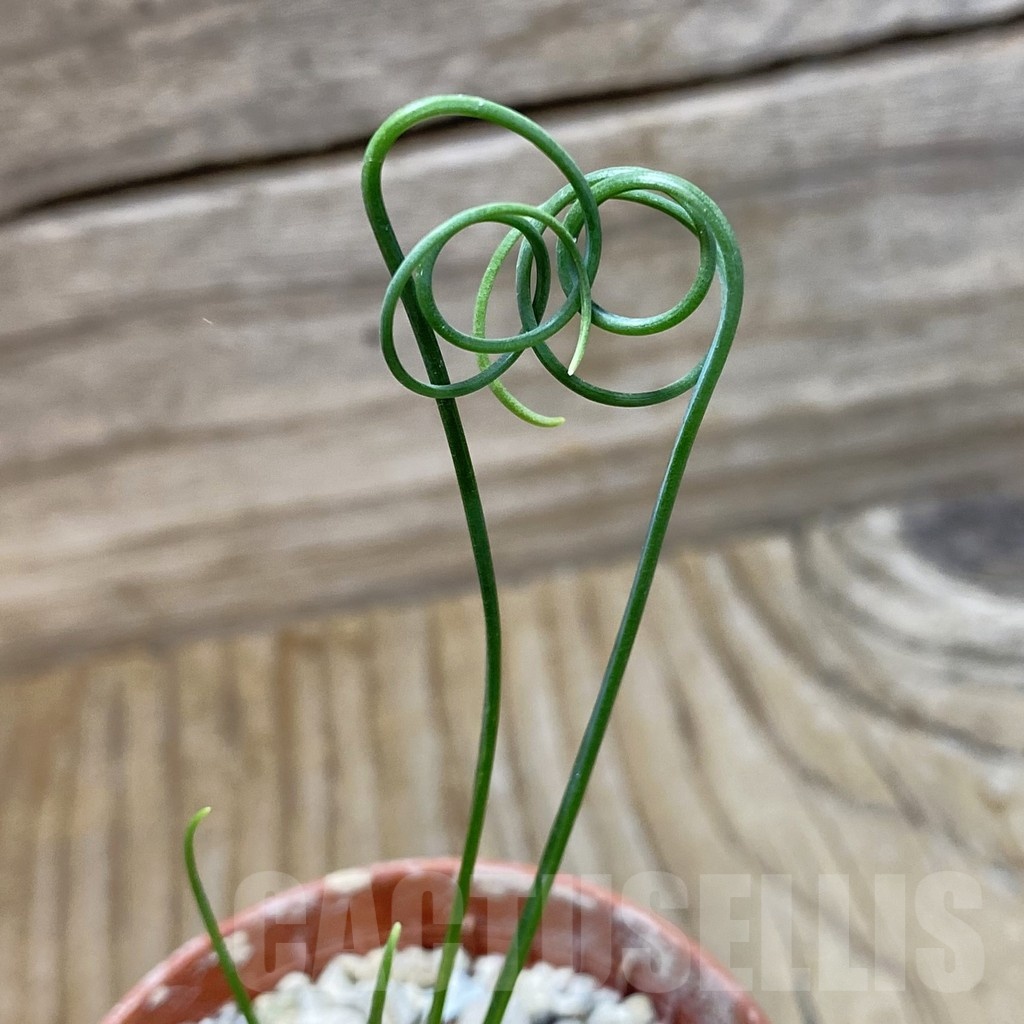 SH22216 Albuca spiralis