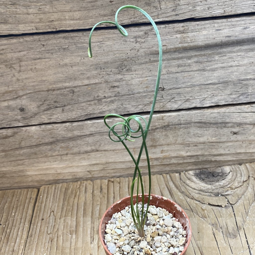 SH22216 Albuca spiralis - Image 2