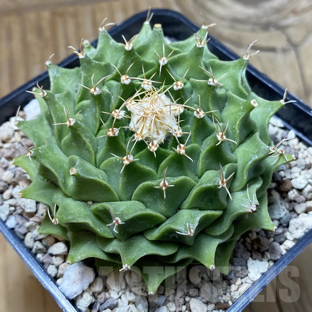 SH22217 Obregonia denegrii