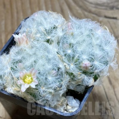 SH22219 Mammillaria plumosa