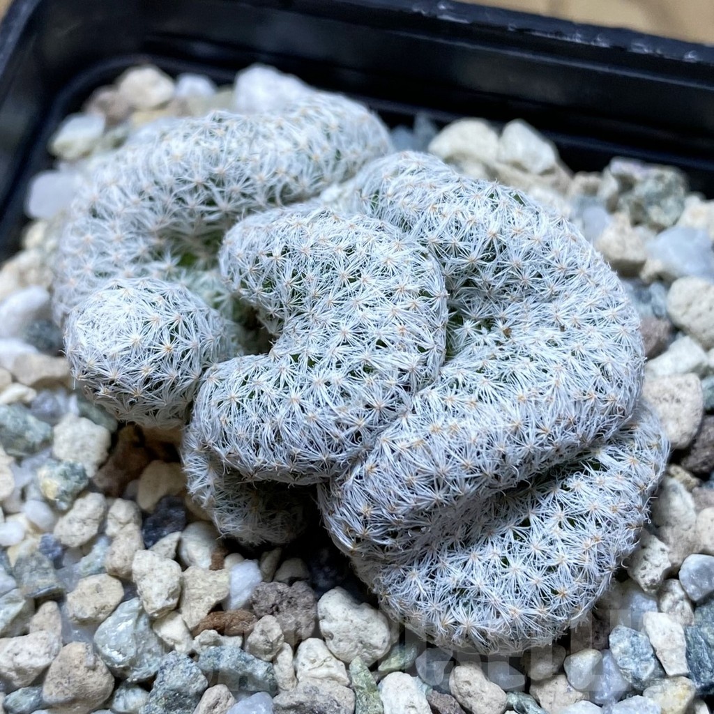 SH22220 Mammillaria humboldtii f. cristata