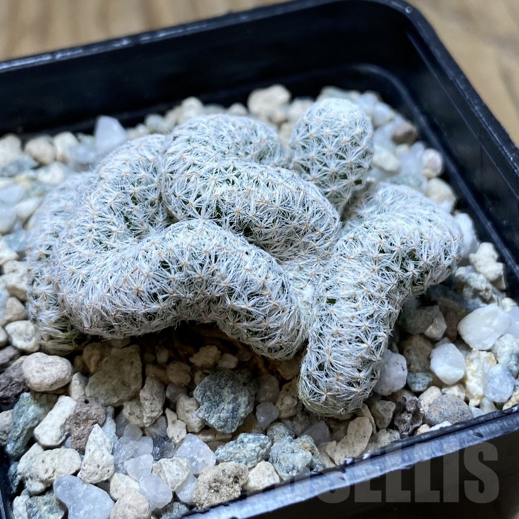 SH22220 Mammillaria humboldtii f. cristata - Image 2