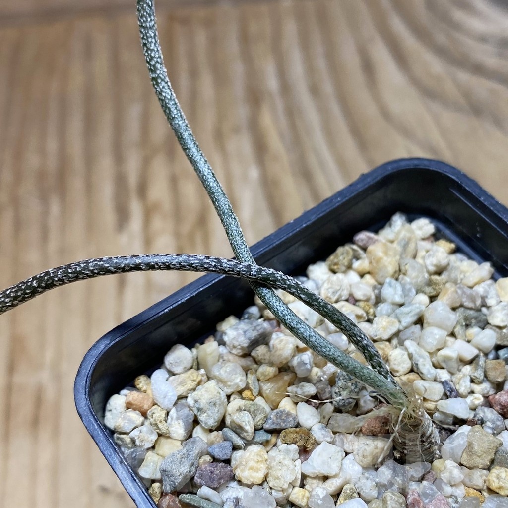 SH22170 Astrophytum caput-medusae, seedling