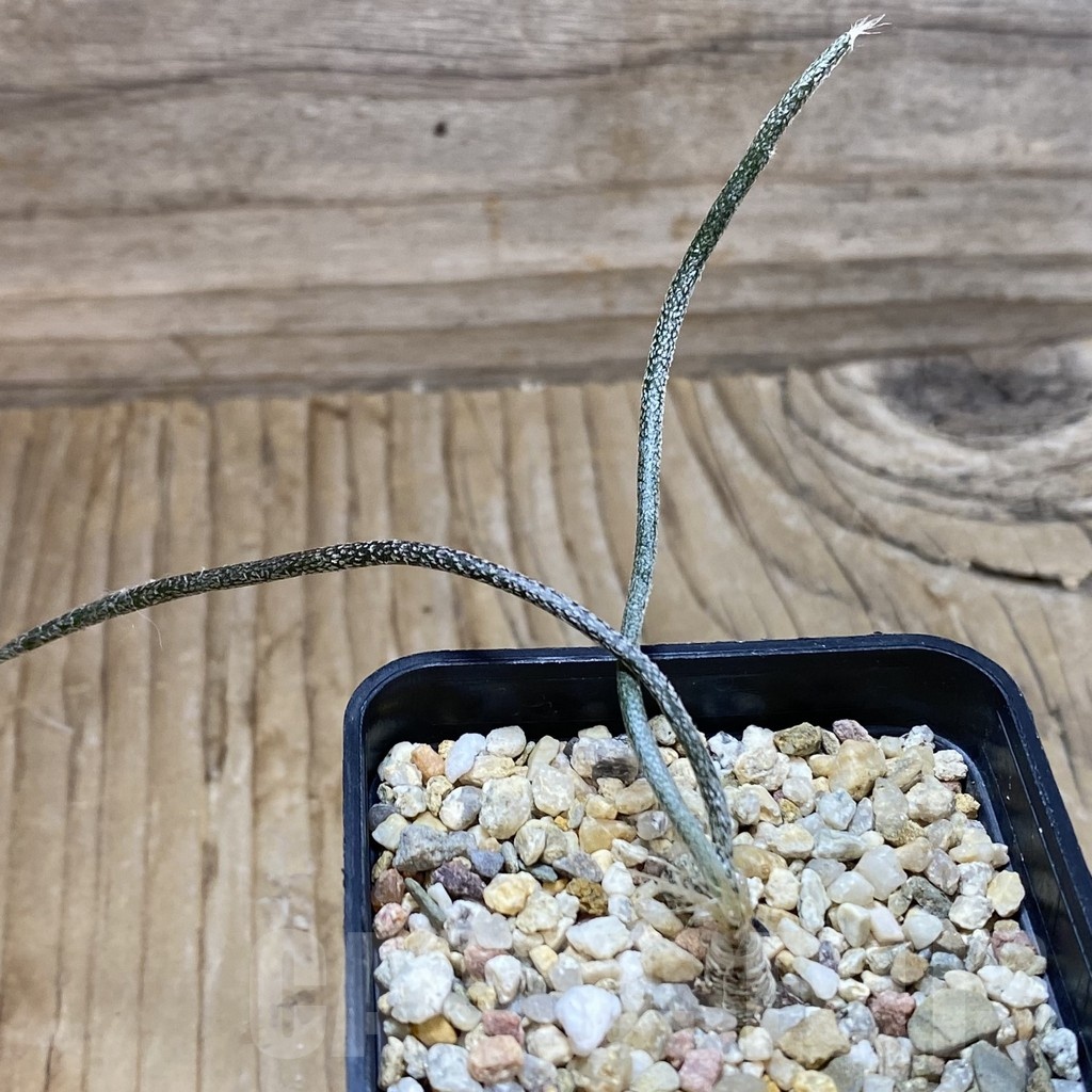 SH22170 Astrophytum caput-medusae, seedling - Image 2