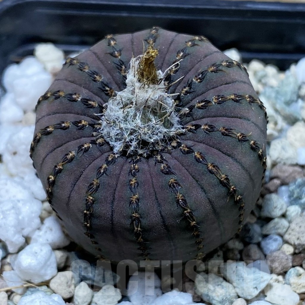 SH22226 Frailea asterioides