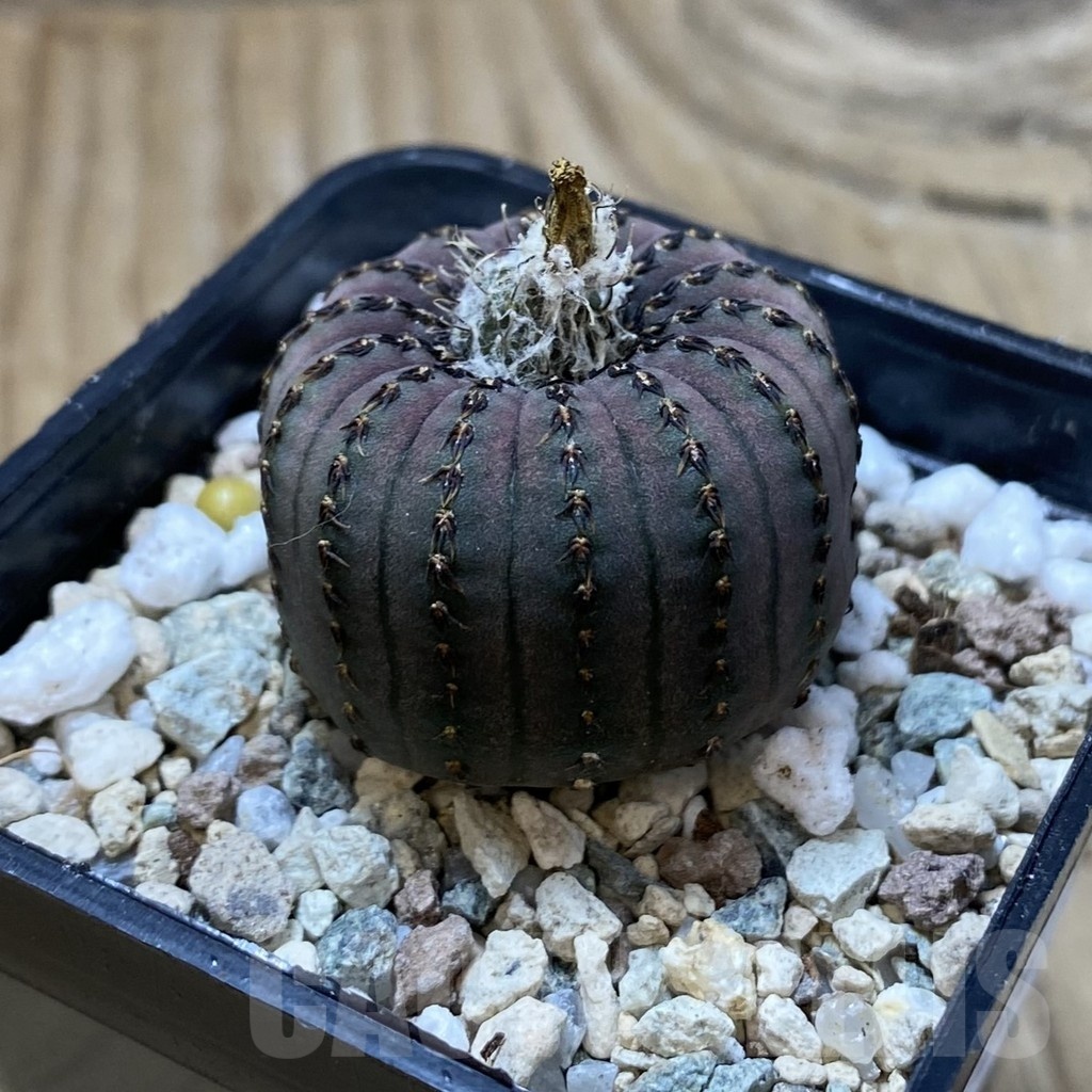 SH22226 Frailea asterioides - Image 2