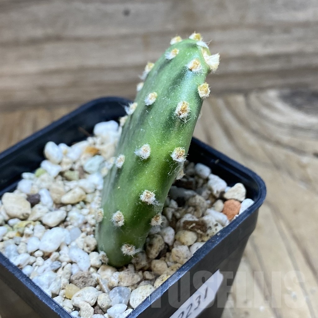 SH22231 Opuntia decumbens - Image 2