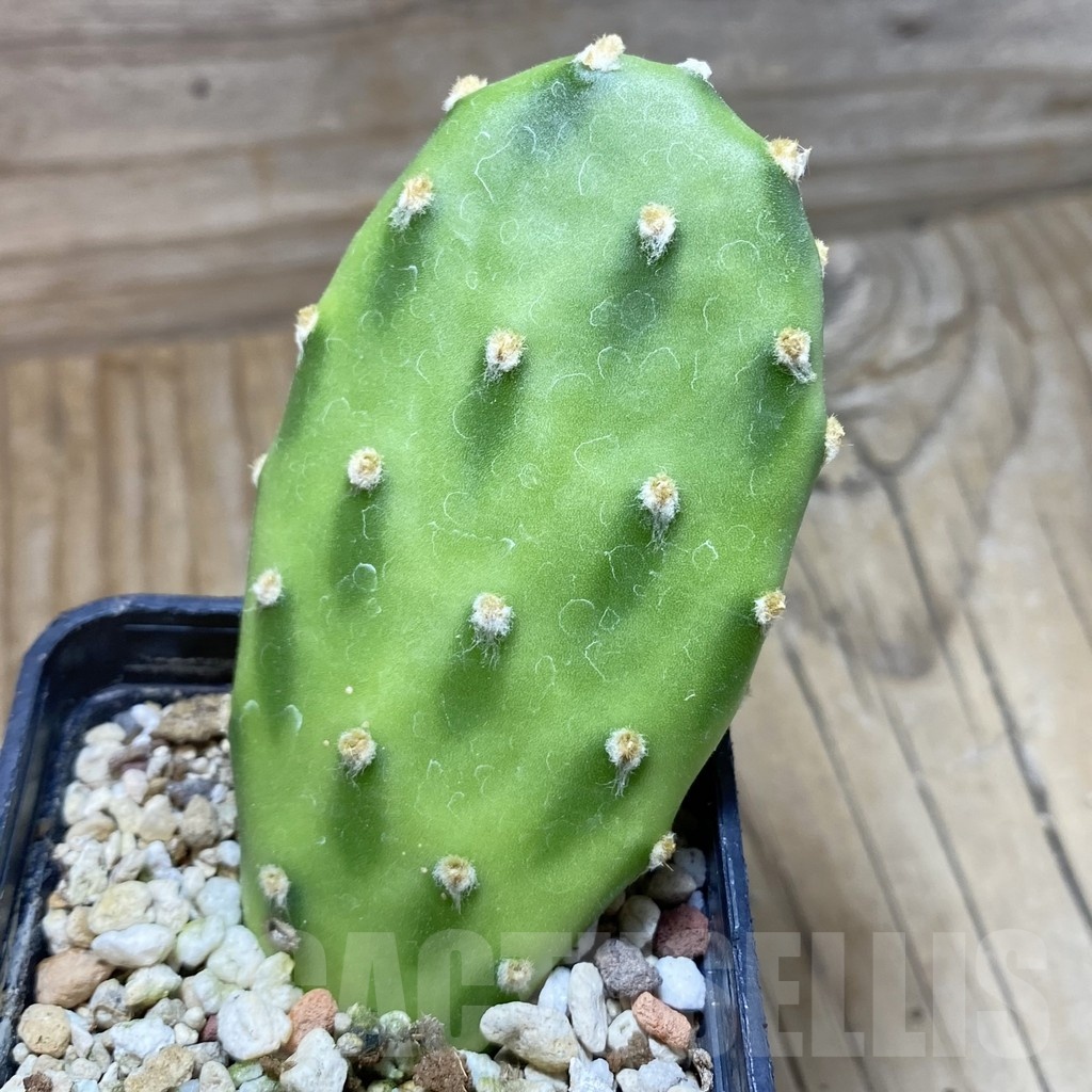 SH22232 Opuntia decumbens