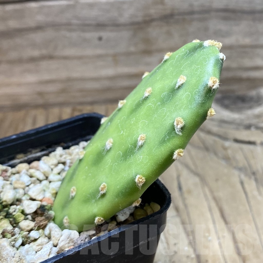 SH22232 Opuntia decumbens - Image 2