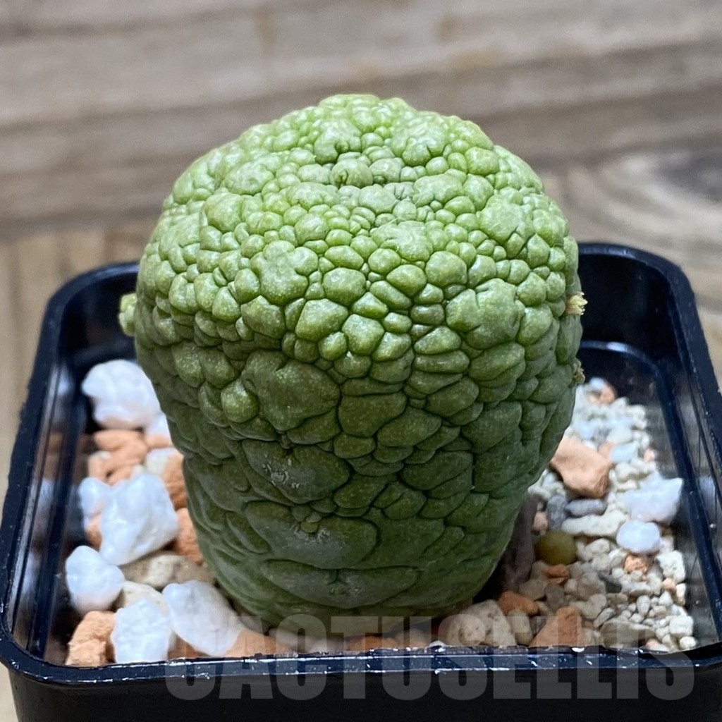 SH22165 Pseudolithos migiurtinus - Image 2