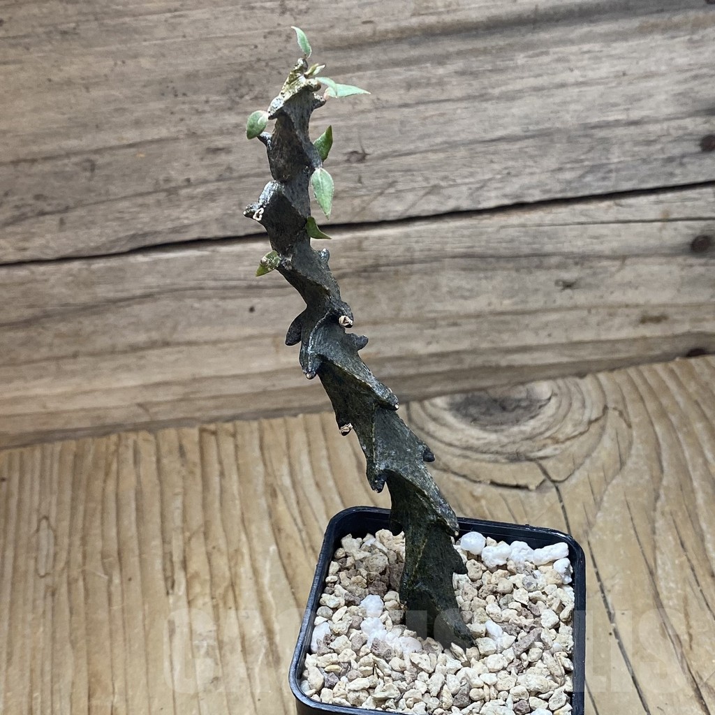 SH22175 Ceropegia bosseri - Image 2