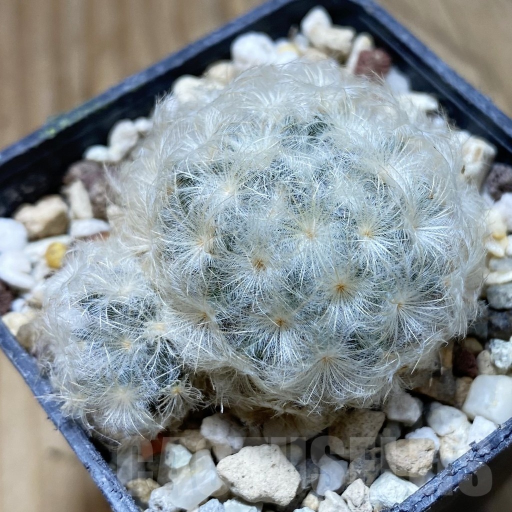 SH22176 Mammillaria plumosa