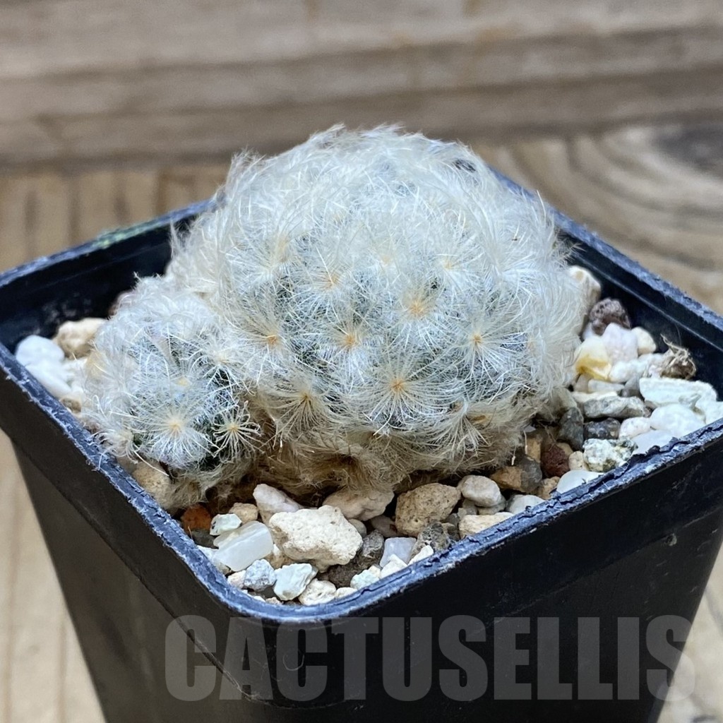 SH22176 Mammillaria plumosa - Image 2