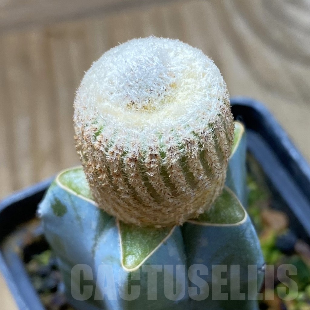 SH22179 Yavia cryptocarpa, grafted