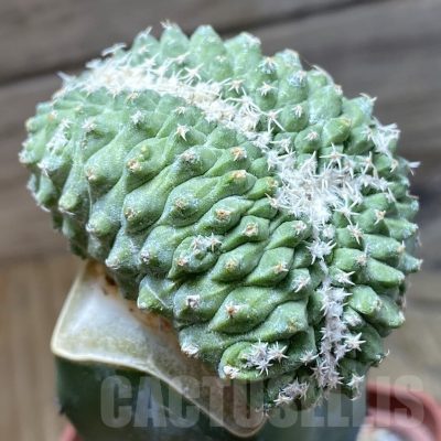 SH22180 Strombocactus disciformis f. cristata, grafted