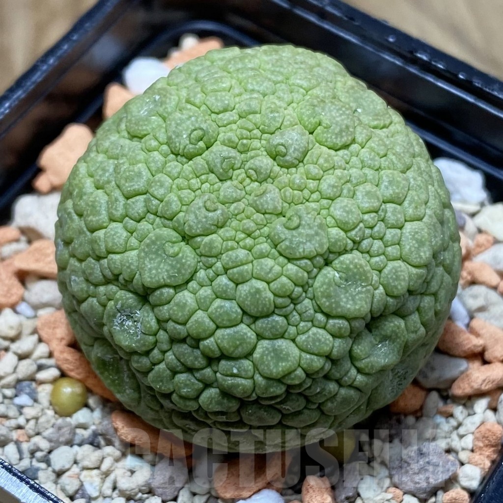 SH22166 Pseudolithos migiurtinus