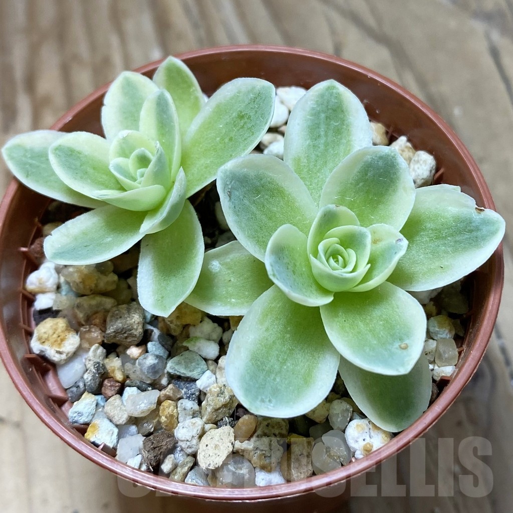 SH22181 Greenovia diplocycla f. variegata