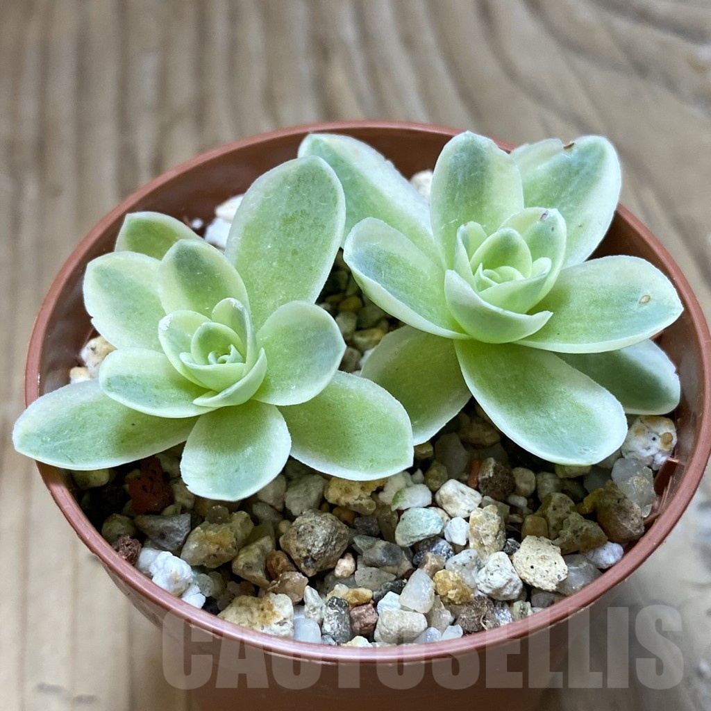 SH22181 Greenovia diplocycla f. variegata - Image 2