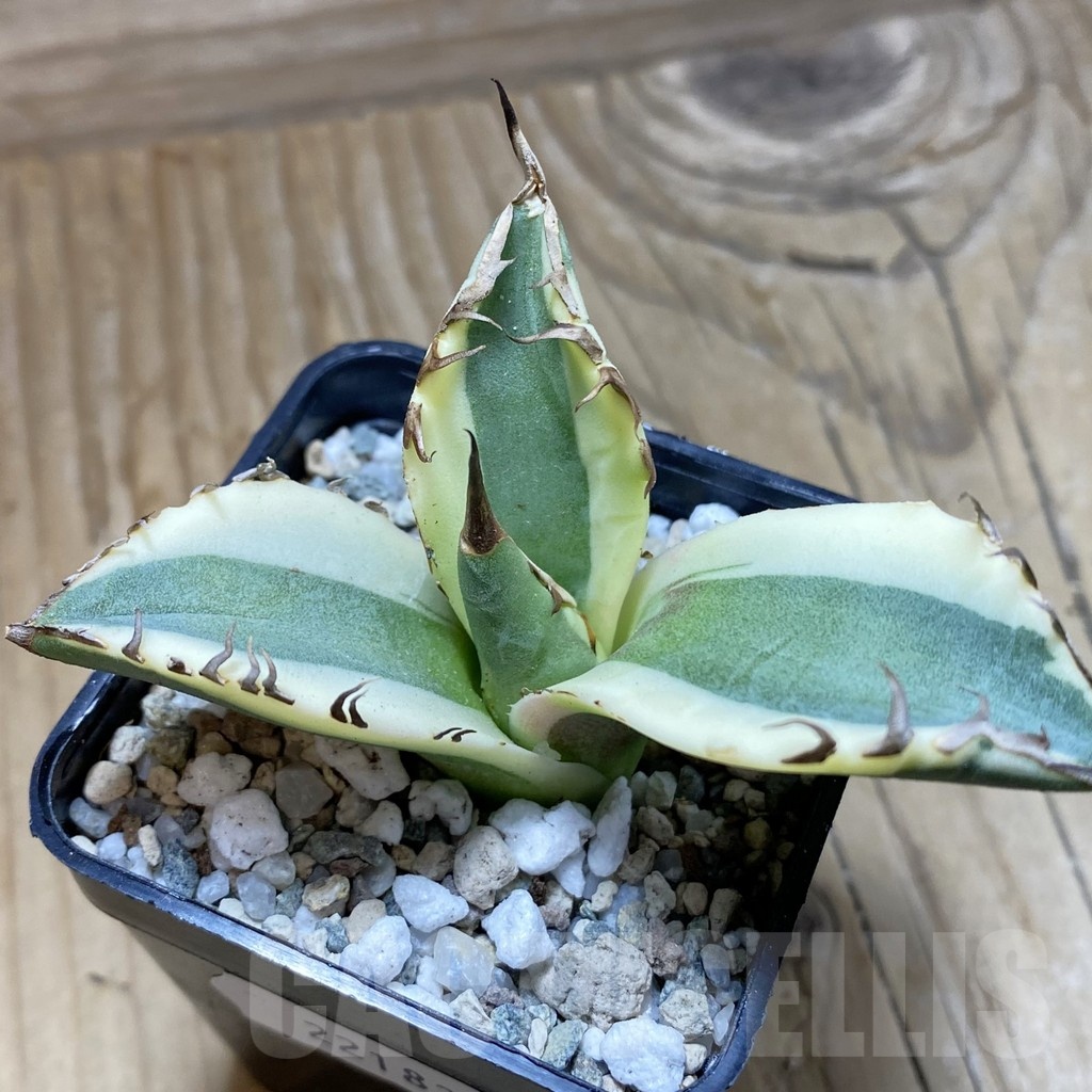 SH22183 Agave titanota ‘Snaggle Tooth’ f. variegata