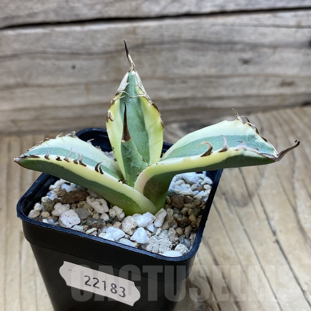 SH22183 Agave titanota ‘Snaggle Tooth’ f. variegata - Image 2