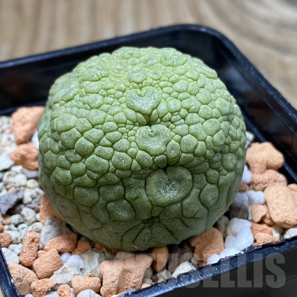 SH22166 Pseudolithos migiurtinus - Image 2