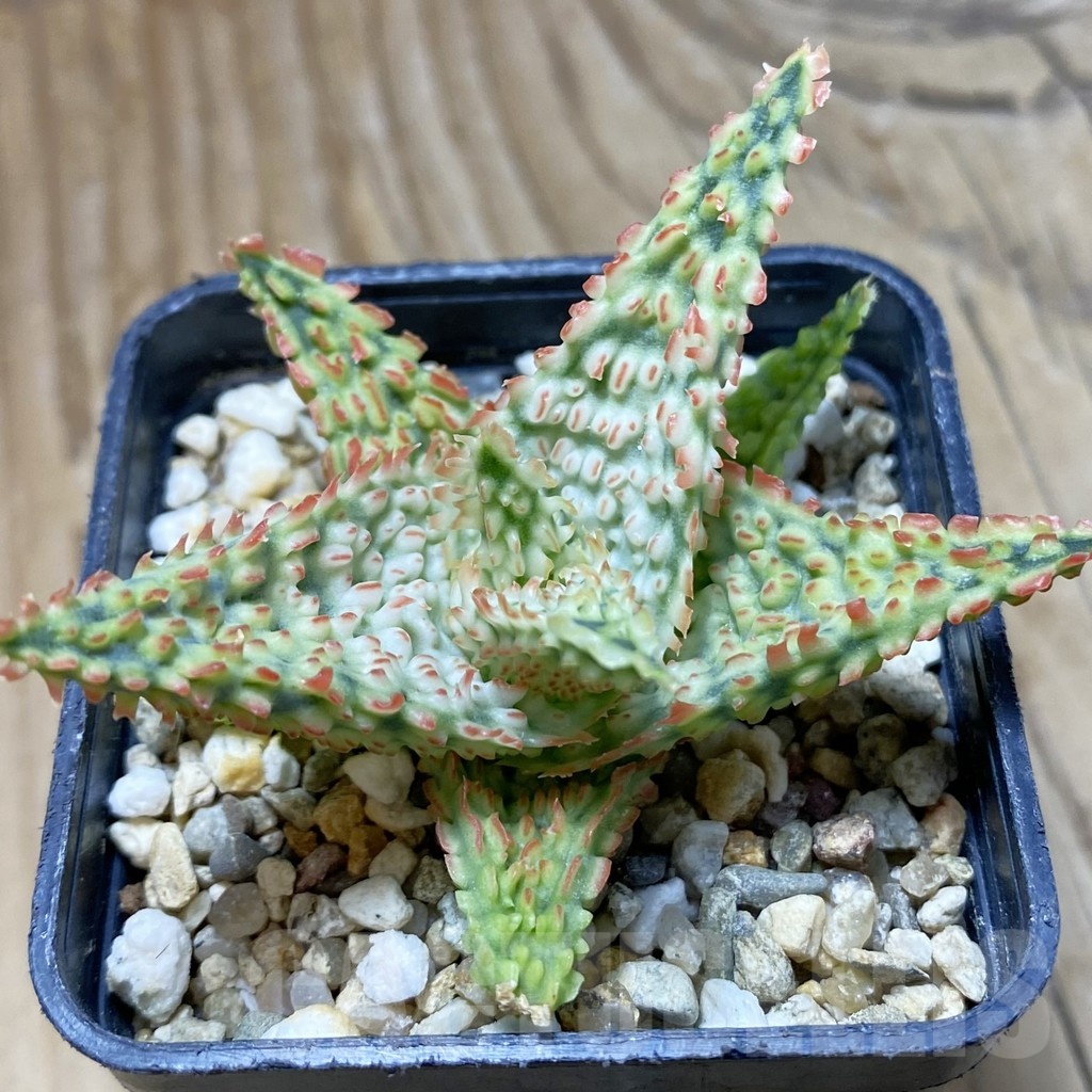SH22185 Aloe TCT hybrid
