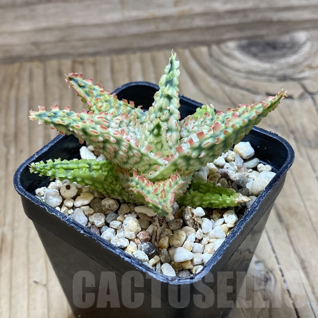 SH22185 Aloe TCT hybrid - Image 2