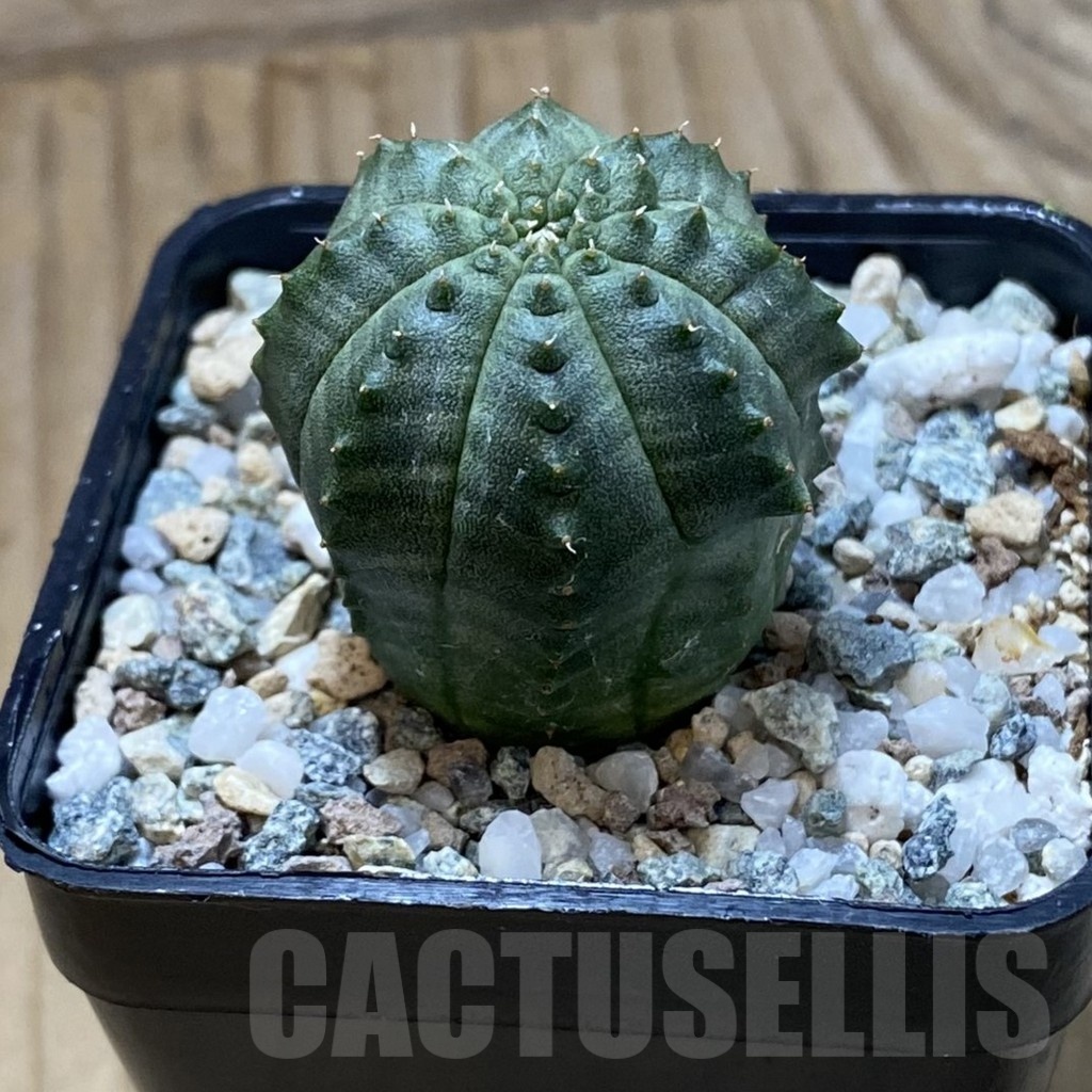 SH22188 Euphorbia obesa hybrid - Image 2