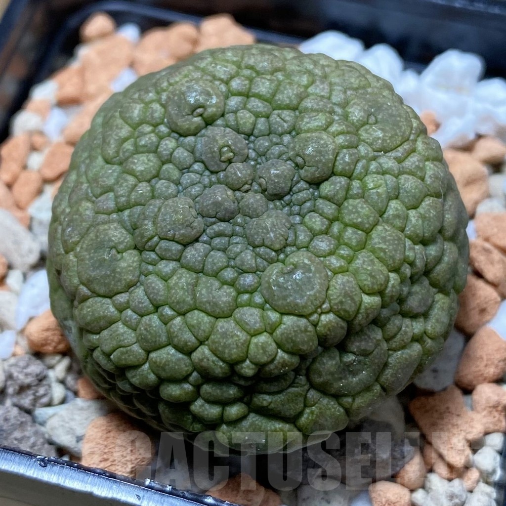 SH22167 Pseudolithos migiurtinus