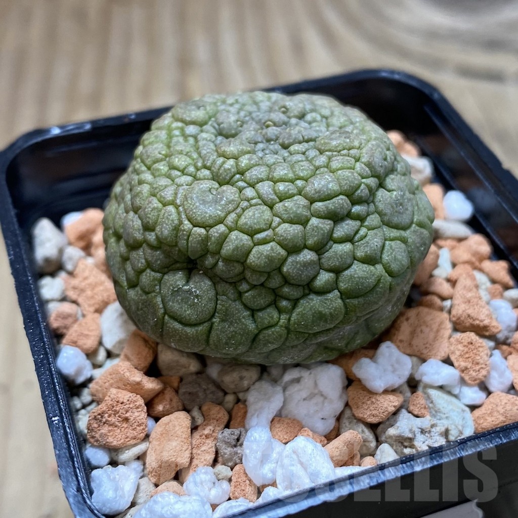 SH22167 Pseudolithos migiurtinus - Image 2