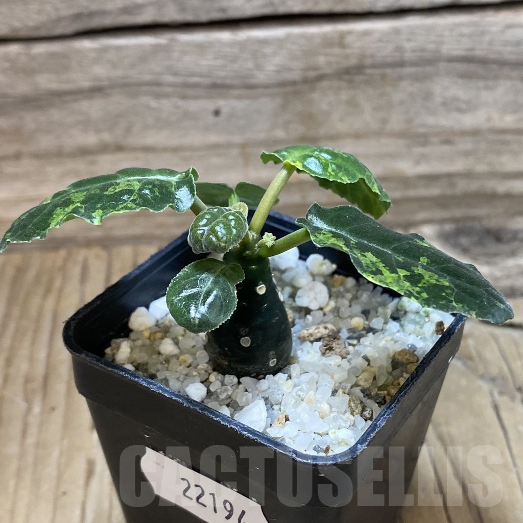SH22194 Dorstenia foetida f. variegata - Image 2
