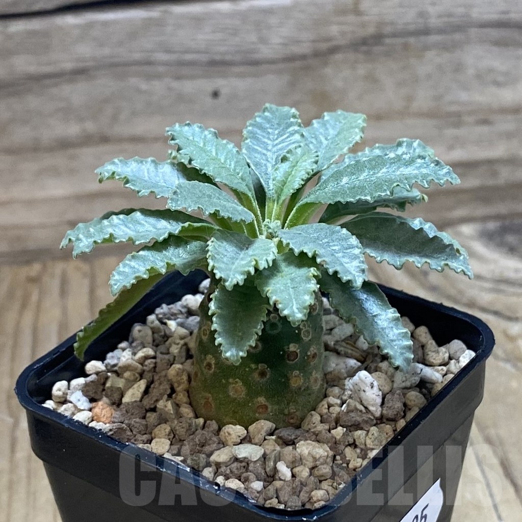 SH22195 Dorstenia lavrani - Image 2