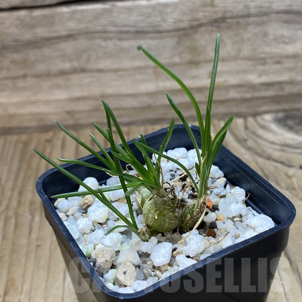 SH22196 Ornithogalum lithopsoides - Image 2