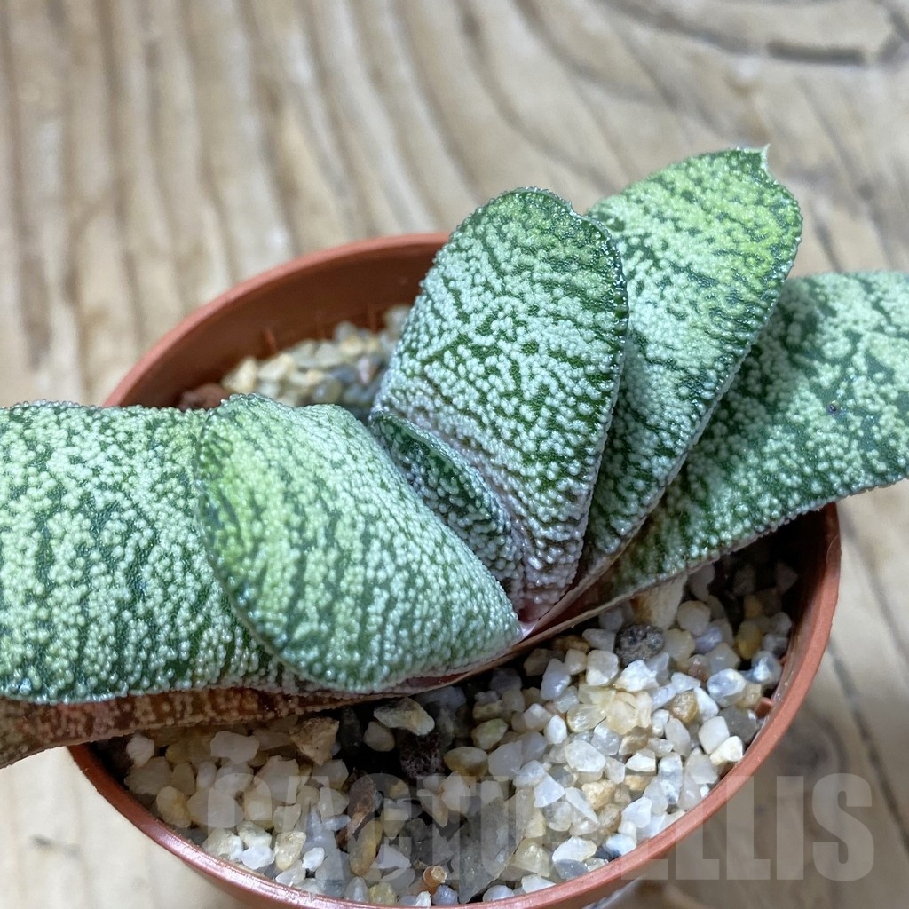 SH22266 Gasteria baylissiana hybrid