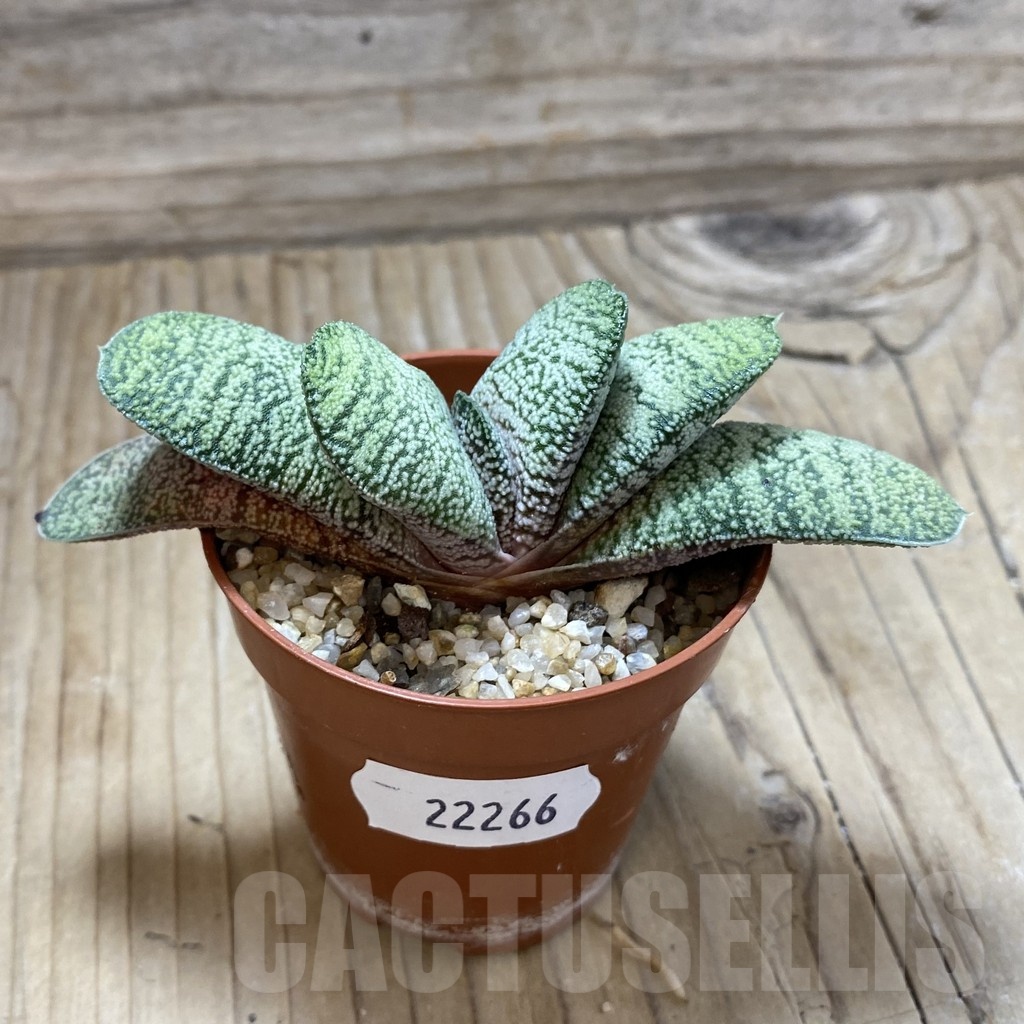 SH22266 Gasteria baylissiana hybrid - Image 2