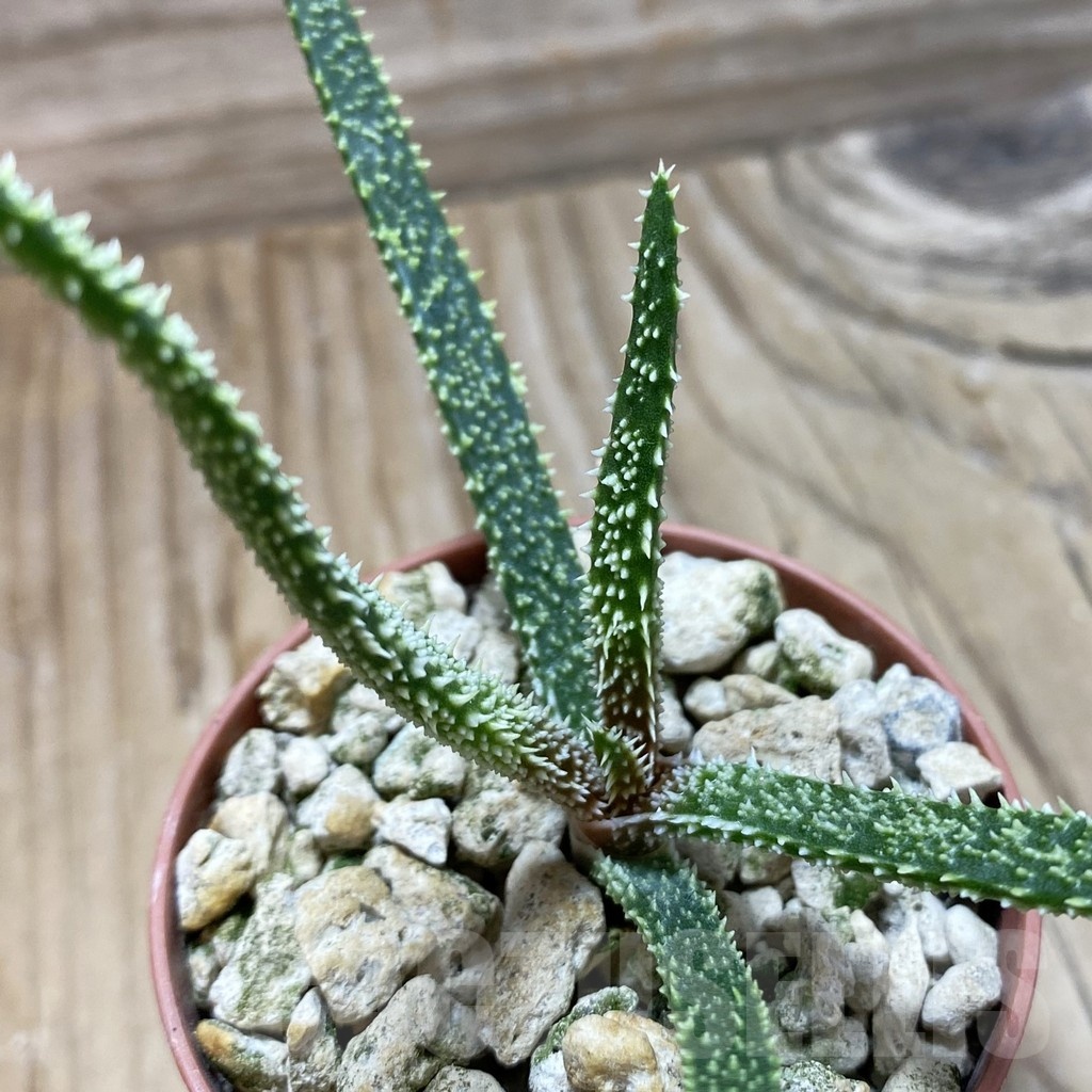 SH22267 Aloe delicatifolia