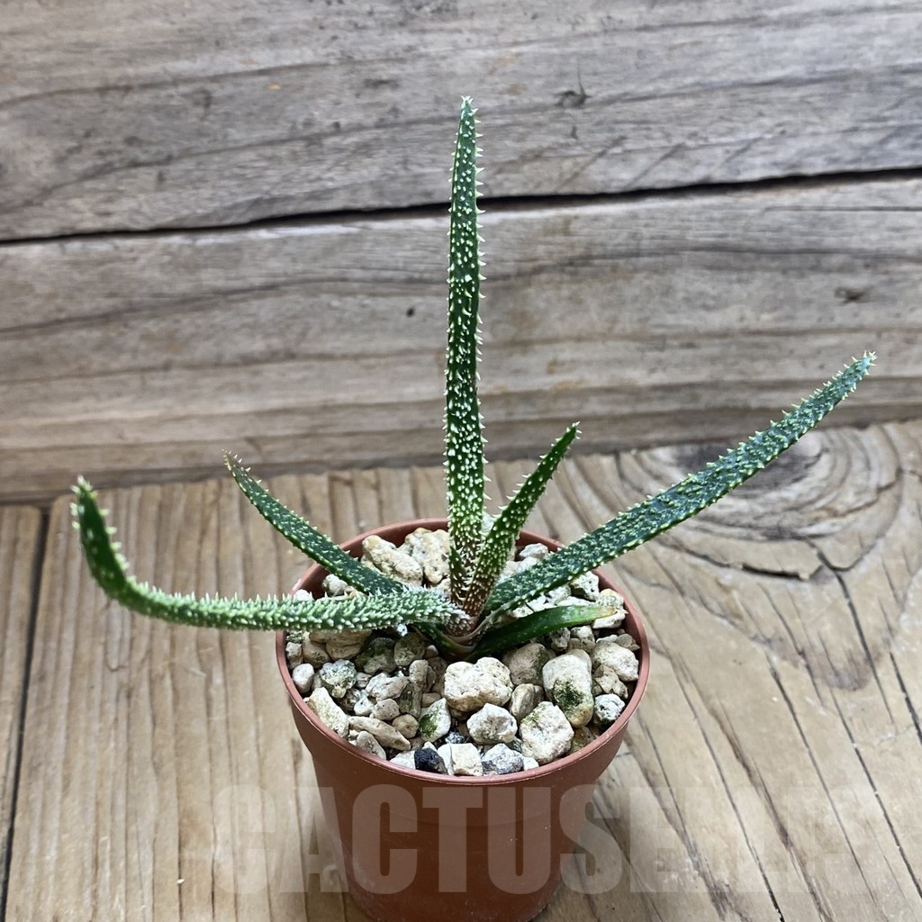 SH22267 Aloe delicatifolia - Image 2