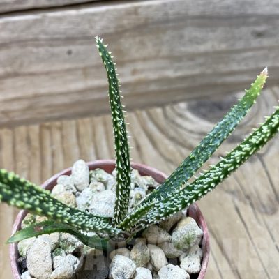 SH22268 Aloe delicatifolia