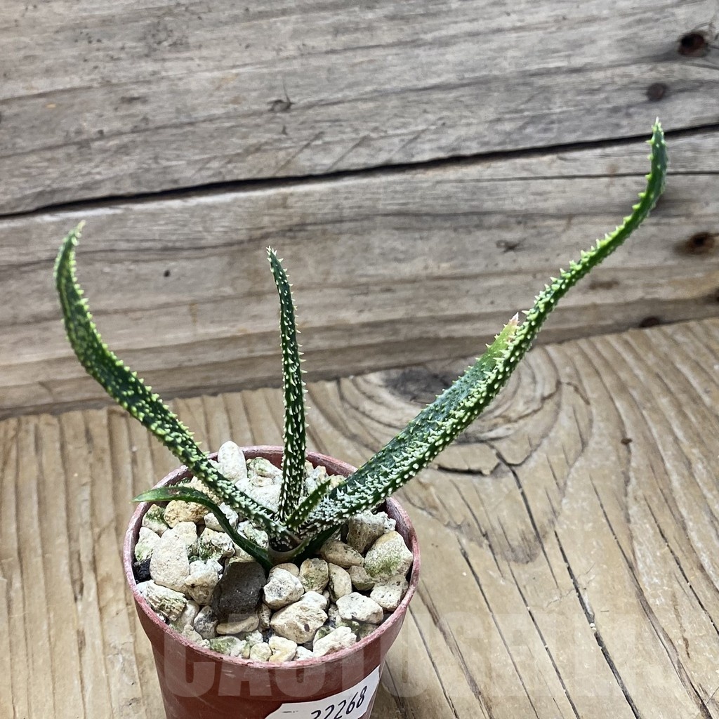 SH22268 Aloe delicatifolia - Image 2