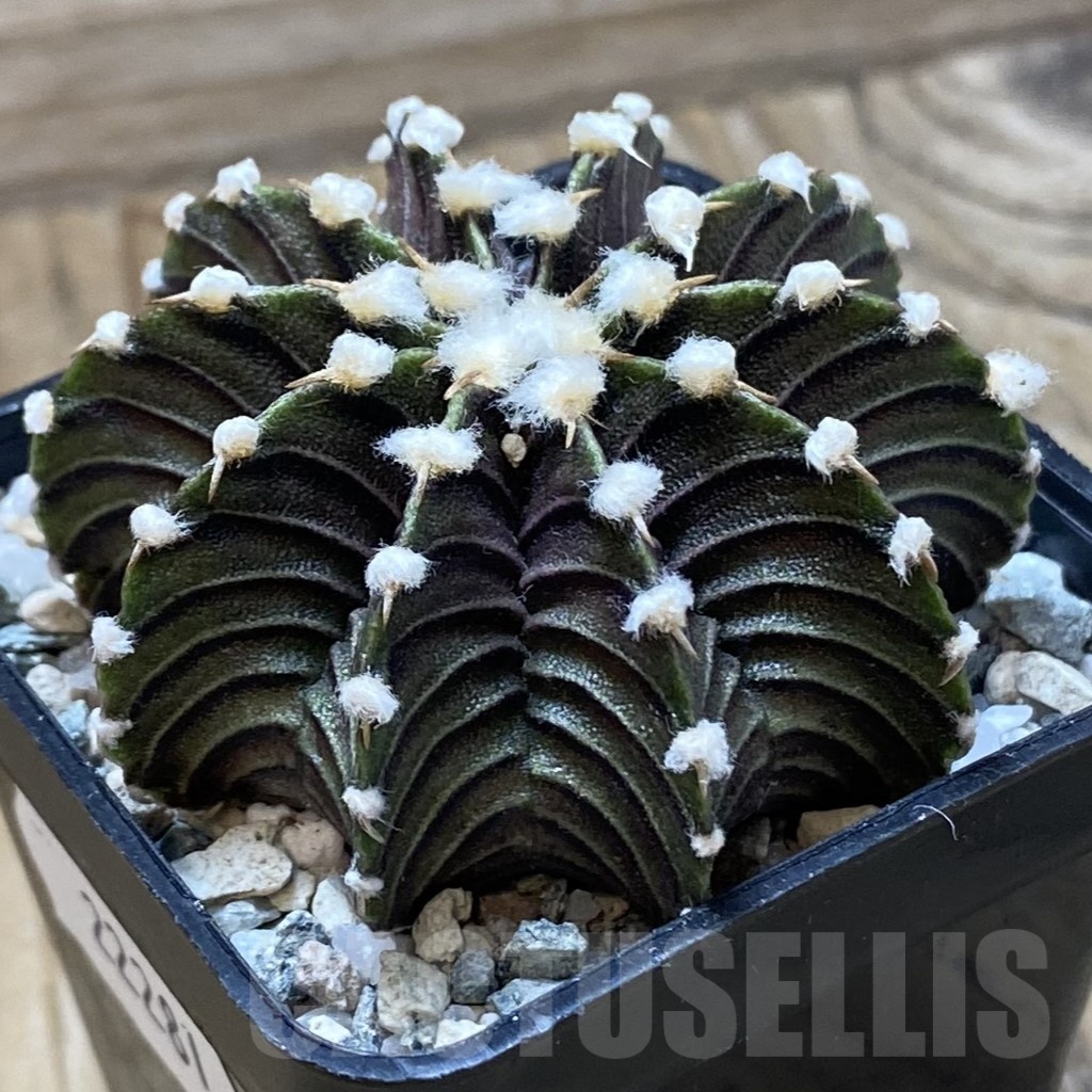 SH22281 Gymnocalycium friedrichii VOS1241 - Image 2