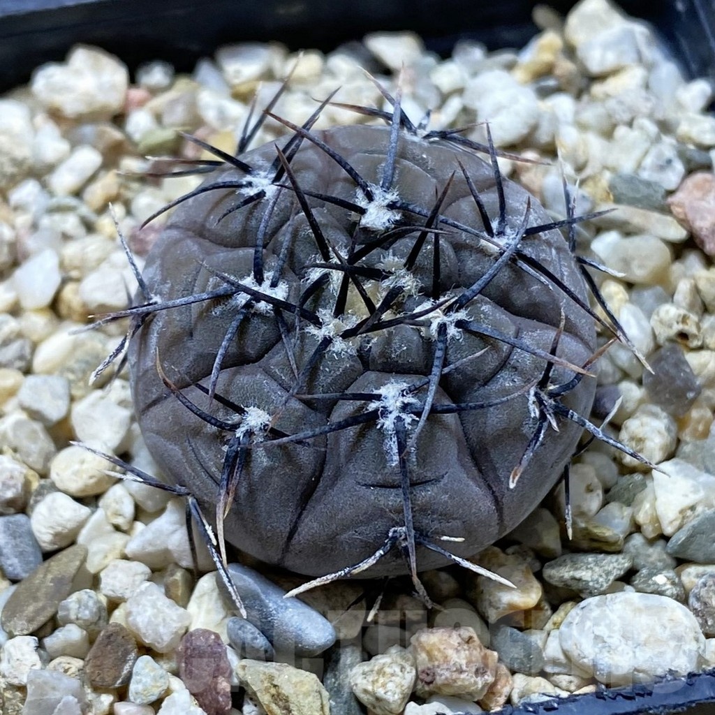 SH22282 Gymnocalycium esperanzae VG1306