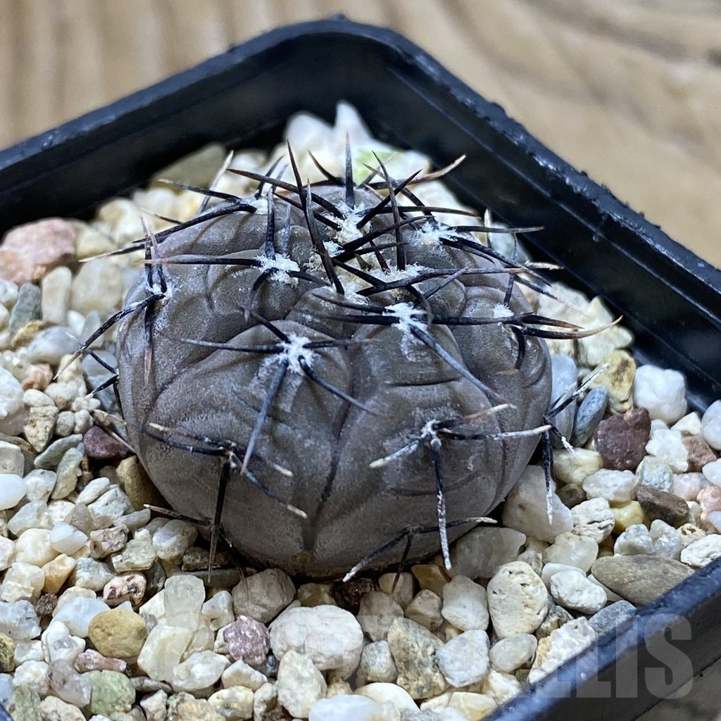 SH22282 Gymnocalycium esperanzae VG1306 - Image 2