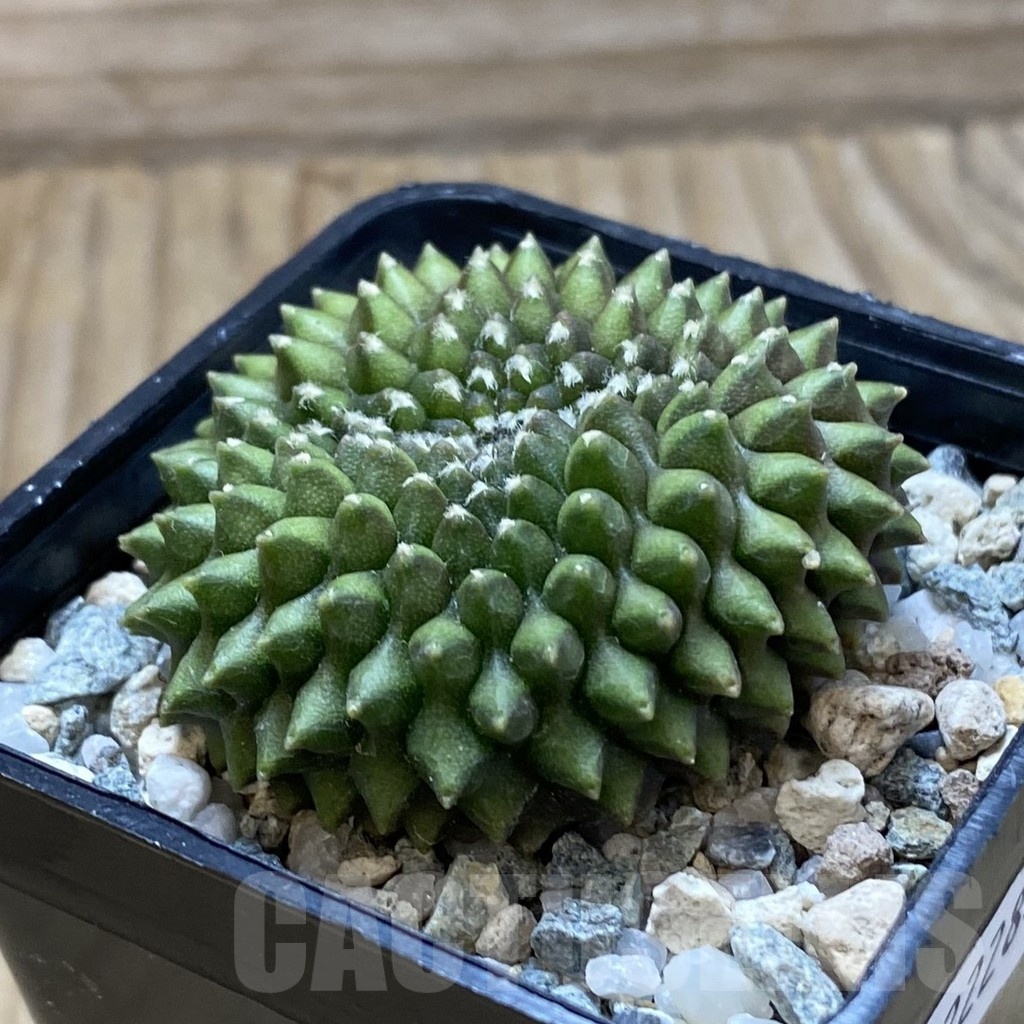 SH22284 Gymnocalycium mihanovichii ‘inermis’ - Image 2