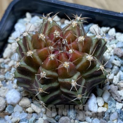 SH22286 Gymnocalycium mihanovichii ‘Neon’ hybrid